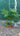 Aralia Sieboldi (Aralia Del Giappone) Vaso 18 - Vivaio Garden Forest (48047897)