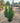 Arbutus Unedo (Corbezzolo) Vaso 24 - Vivaio Garden Forest (48047905)