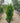 Arbutus Unedo (Corbezzolo) Vaso 40 - Vivaio Garden Forest (48047912)