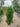 Arbutus Unedo (Corbezzolo) Vaso 40 - Vivaio Garden Forest (48047912)