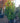 Arbutus Unedo (Corbezzolo) Vaso 70 - Vivaio Garden Forest (48047919)