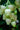 Arbutus Unedo (Corbezzolo) Vaso 70 - fioritura - Vivaio Garden Forest (48047914)