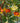 Arbutus Unedo (Corbezzolo) Vaso 70 - frutti - Vivaio Garden Forest (48047913)