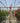 Bougainvillea Californiana Viola Vaso 24 H 220 - Vivaio Garden Forest (47844233)