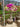 Bougainvillea Multicolor (Buganvillea) Bonsai Vaso 60 - Vivaio Garden Forest