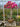 Bougainvillea Multicolor (Buganvillea) Bonsai Vaso 75 - Vivaio Garden Forest
