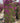 Bougainvillea Sanderiana Spall 40 L 75 H 160 - Vivaio Garden Forest (47844237)