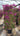 Bougainvillea Sanderiana Spall 40 L 75 H 160 - Vivaio Garden Forest (47844237)