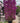 Bougainvillea Sanderiana Spall 55 L 100 H 200 - Vivaio Garden Forest (47844241)