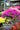 Bougainvillea Multicolor (Buganvillea) Bonsai Vaso 75 - fioritura - Vivaio Garden Forest (48047930)