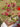 Bougainvillea Multicolor (Buganvillea) Bonsai Vaso 75 - fogliame - Vivaio Garden Forest (48047931)