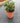 Buddleja Davidii Butterfly Candy Little Cesp 24 Lila - Vivaio Garden Forest (47844250)