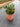 Buddleja Davidii Butterfly Candy Little Cesp 24 Lila - Vivaio Garden Forest (47844250)