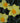 Bulbi di narciso Fortune 12/14 in fioritura, fiore giallo con coppa arancio (49645101)