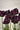 Bulbi di tulipano Black Parrot 11/12 in fioritura, fiore pappagallo bordeaux quasi nero