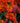 Bulbi di tulipano Rococò 11/12 in fioritura, fiore pappagallo rosso con fiammature giallo-verdi (49645103)