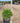 Buxus Faulkner (Bosso) Palla Diametro Chioma 25/30 CM Vaso 28 - Vivaio Garden Forest (48047950)
