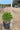 Buxus Faulkner (Bosso) Palla Diametro Chioma 25/30 CM Vaso 28 - Vivaio Garden Forest (48047950)