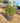 Buxus Faulkner (Bosso) Palla Diametro Chioma 40 CM Vaso 30 - Vivaio Garden Forest (48047956)