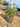 Buxus Faulkner (Bosso) Palla Diametro Chioma 40 CM Vaso 30 - Vivaio Garden Forest (48047956)