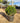 Buxus Faulkner (Bosso) Palla Diametro Chioma 50 CM Vaso 40 - Vivaio Garden Forest (48047963)