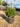 Buxus Faulkner (Bosso) Palla Diametro Chioma 50 CM Vaso 40 - Vivaio Garden Forest (48047963)