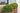 Buxus Faulkner (Bosso) Palla Diametro Chioma 50 CM Vaso 40 - pianta adulta - Vivaio Garden Forest (48047952)