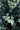 Buxus Faulkner (Bosso) Palla Diametro Chioma 50 CM Vaso 40 - fogliame - Vivaio Garden Forest (48047951)