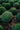 Buxus Faulkner (Bosso) Palla Diametro Chioma 50 CM Vaso 40 - portamento - Vivaio Garden Forest (48047953)