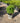 Buxus Pumilla (Bosso) Vaso 16 - Vivaio Garden Forest (48047969)