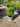 Buxus Pumilla (Bosso) Vaso 16 - Vivaio Garden Forest (48047969)