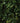 Buxus Sempervirens (Bosso Comune) Variegato Vaso 24 - fioritura - Vivaio Garden Forest (48047970)