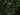 Buxus Sempervirens (Bosso Comune) Variegato Vaso 24 - fioritura - Vivaio Garden Forest (48047970)