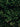 Buxus Sempervirens (Bosso Comune) Variegato Vaso 24 - fogliame - Vivaio Garden Forest (48047971)