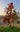 Callistemon Captain Cook (Pianta Scovolino) Vaso 40 - pianta adulta - Vivaio Garden Forest (48047989)