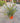 Callistemon Captain Cook (Pianta Scovolino) Vaso 18 - Vivaio Garden Forest (48047987)