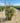 Callistemon Captain Cook (Pianta Scovolino) Vaso 40 - Vivaio Garden Forest (48047996)