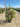Callistemon Captain Cook (Pianta Scovolino) Vaso 40 - Vivaio Garden Forest (48047996)