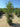 Callistemon Citrinus Splendens Cesp 55 - Vivaio Garden Forest (47844256)