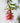 Callistemon Captain Cook (Pianta Scovolino) Vaso 40 - fioritura - Vivaio Garden Forest (48047988)