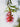 Callistemon Captain Cook (Pianta Scovolino) Vaso 40 - fioritura - Vivaio Garden Forest (48047988)