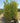 Callistemon Laevis Cesp 45 - Vivaio Garden Forest (47844257)