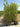 Callistemon Laevis Cesp 45 - Vivaio Garden Forest (47844257)
