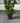 Calycanthus Praecox Cesp 30 - Vivaio Garden Forest (47844258)