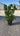 Calycanthus Praecox Cesp 30 - Vivaio Garden Forest (47844258)