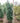Camelia Sasanqua Piramide H 180/200 CM Vaso 45 - Vivaio Garden Forest (48048000)