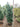 Camelia Sasanqua Piramide H 180/200 CM Vaso 45 - Vivaio Garden Forest (48048000)