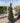 Camelia Sasanqua Vaso 45 - Vivaio Garden Forest (48048004)