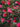 Camelia Sasanqua Piramide H 180/200 CM Vaso 45 - pianta adulta - Vivaio Garden Forest (48048002)