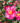 Camelia Sasanqua Piramide H 180/200 CM Vaso 45 - fioritura - Vivaio Garden Forest (48048001)